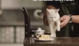 网友爆料猫咪死了视频,网友曝视频见证悲伤瞬间